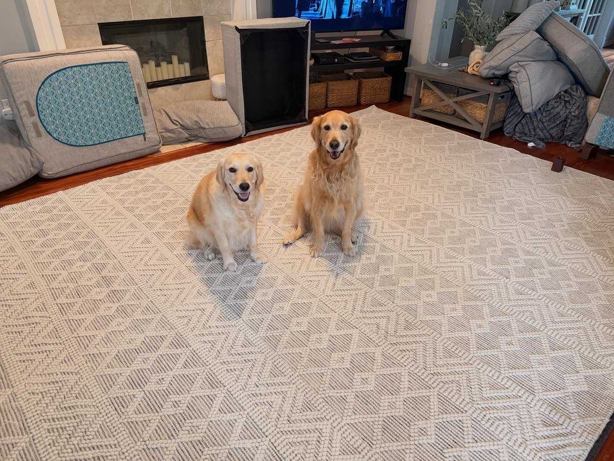 Two golden retrievers sitting side by side on a large cream-colored geometric diamond-patterned area rug.