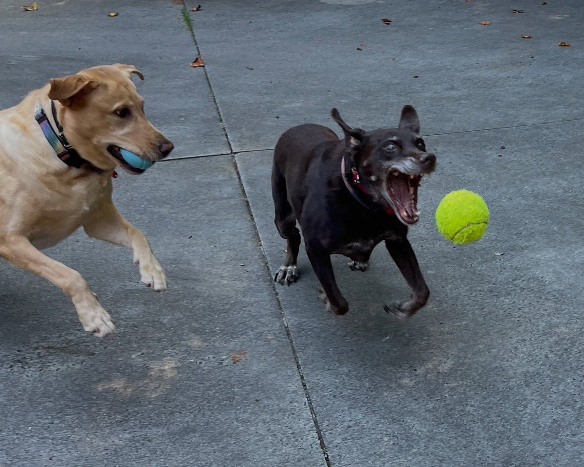 Two dogs play fetch mid-motion on pavement, one carrying a blue ball and one chasing a yellow tennis ball.