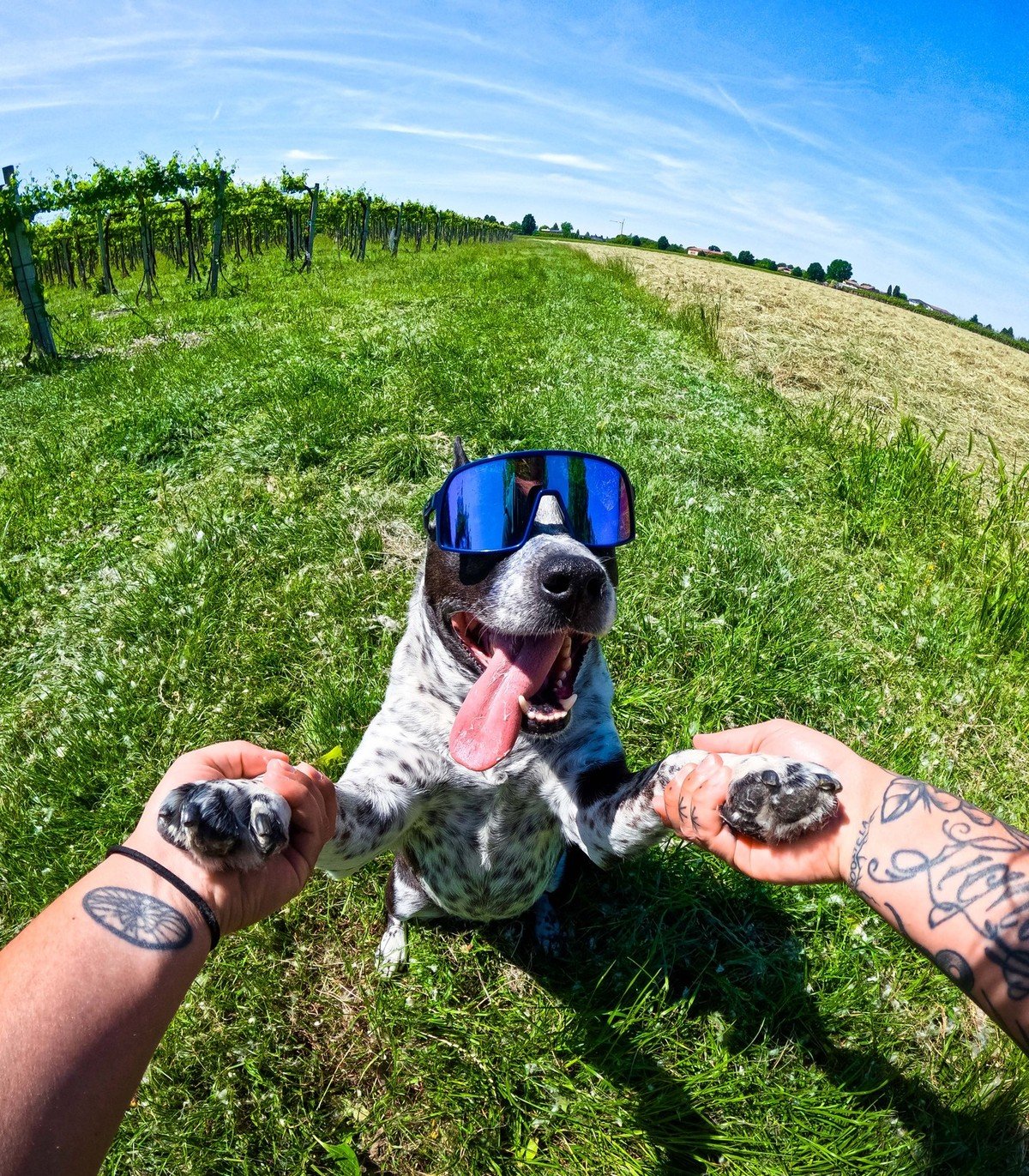 A dog wearing oversized blue sunglasses 'dances' with two people holding its paws up in a vineyard.