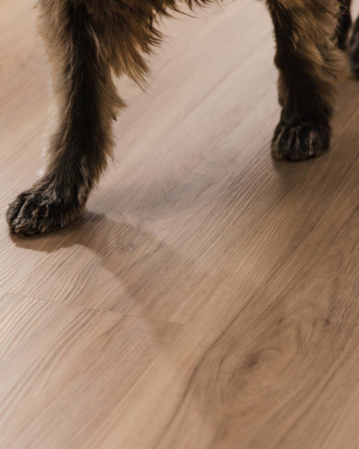 Low-angle photo of a fluffy dog's paws standing on wood-look luxury vinyl plank flooring. No readable text.
