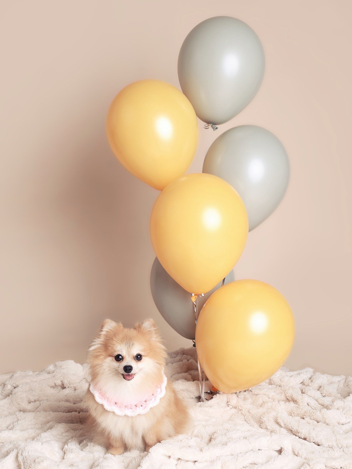 A small Pomeranian in a pink collar poses beside plain yellow and gray helium balloons on a fluffy blanket.