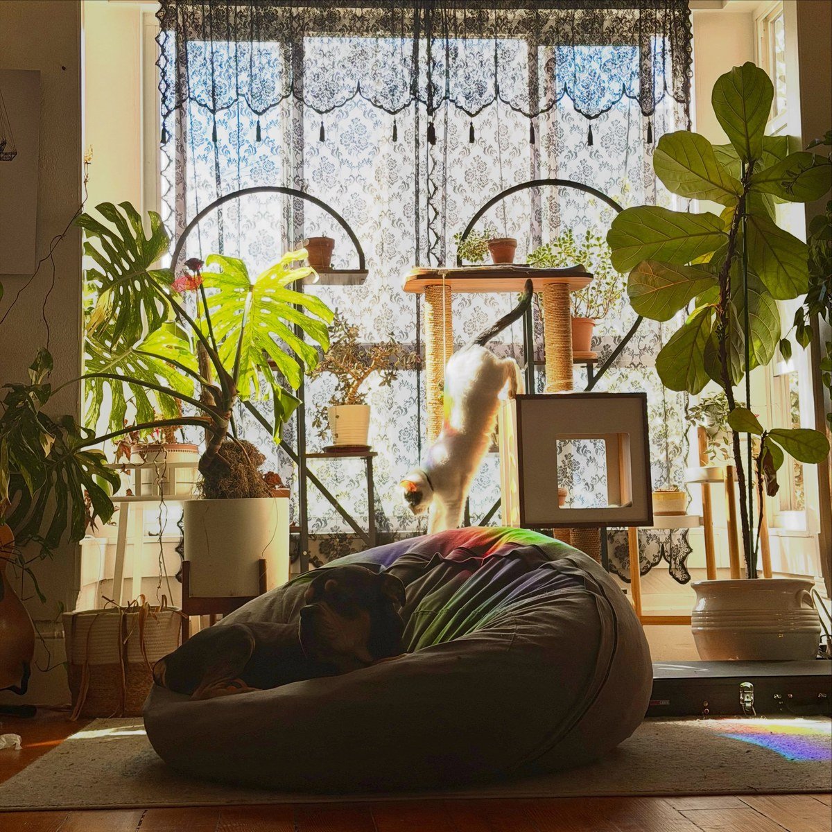 Sunlit plant-filled living room with a dark-colored dog asleep on a beanbag among the greenery.