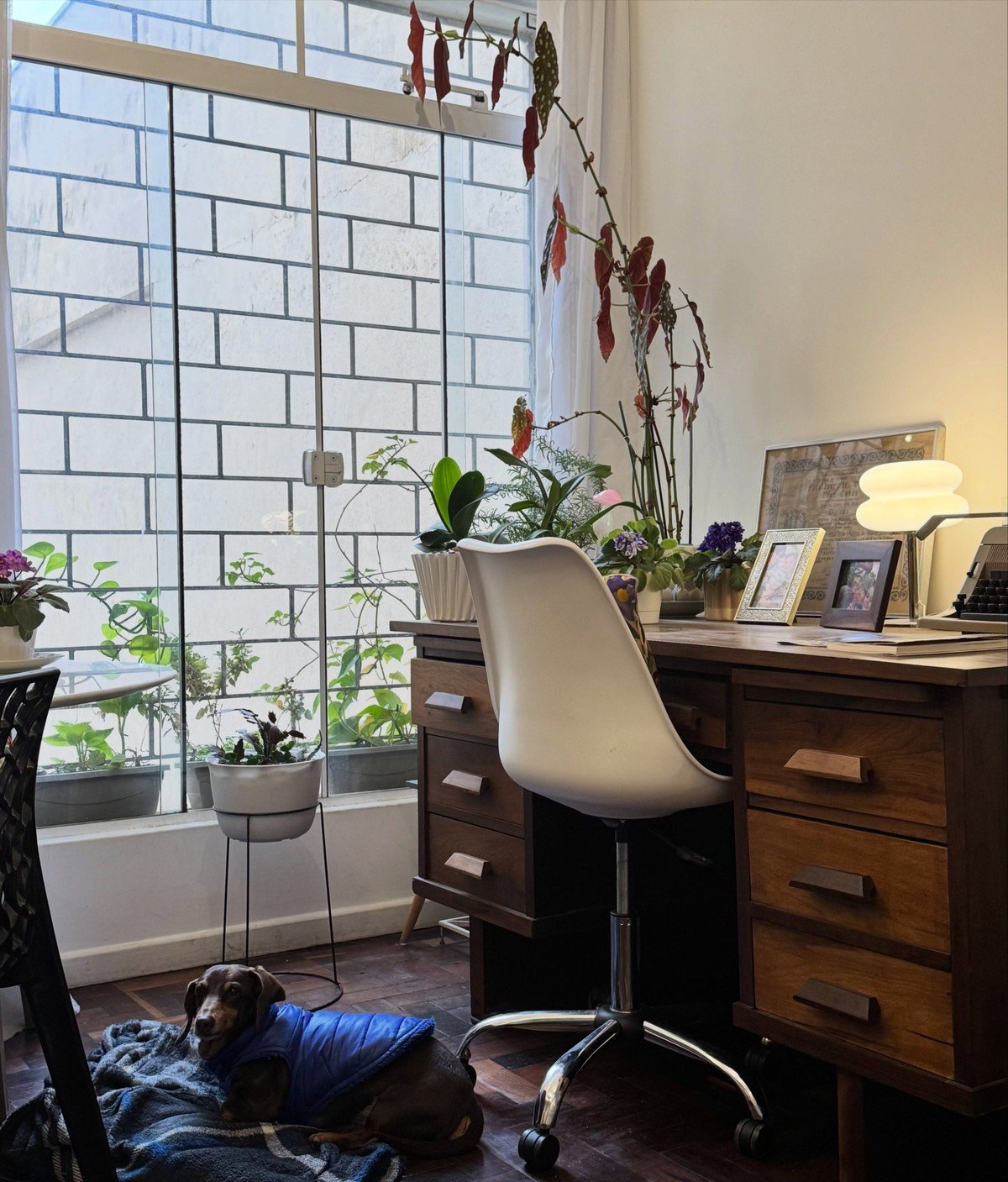 Calm sunlit home office: dark wood desk, white swivel chair, lamp, framed photos, several potted plants; a brown dachshund in a blue vest resting on a plaid blanket on the wooden floor.