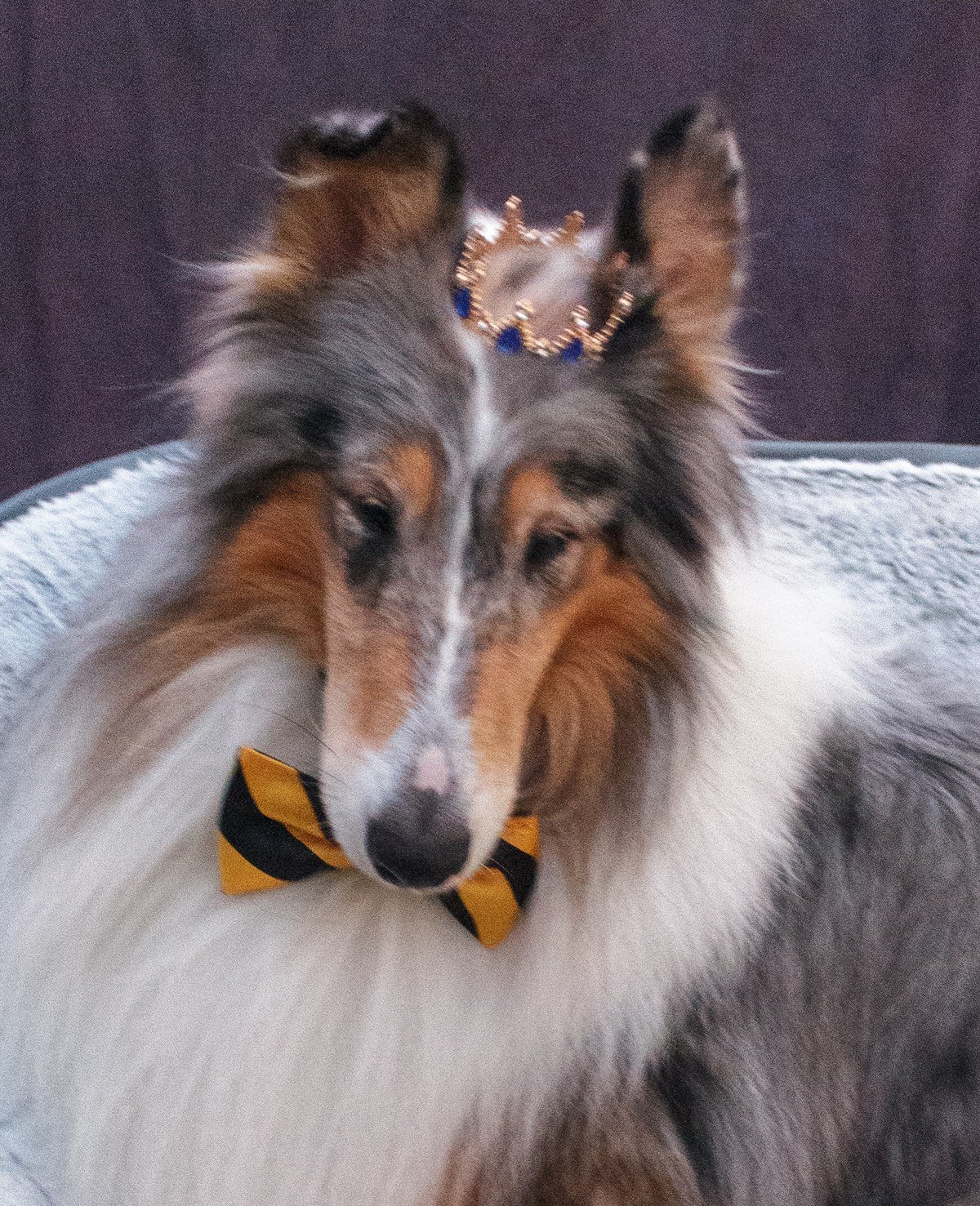 Rough collie wearing a small gold crown with blue gems and a striped bow tie