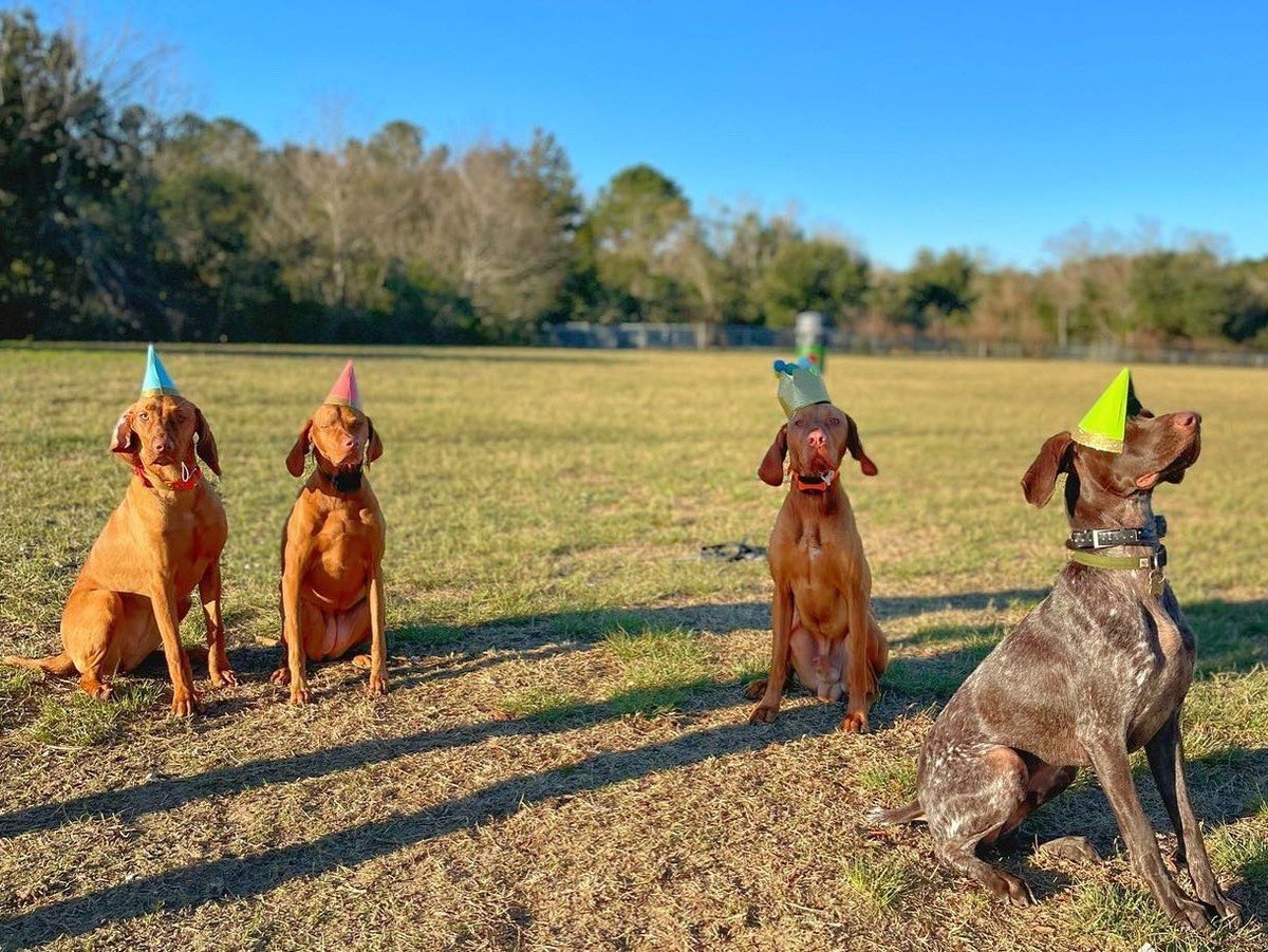 Four dogs in party hats; no people, labels, or text