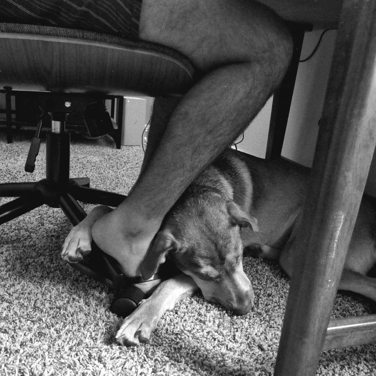 Black-and-white photo of a dog asleep under a desk while the owner's bare foot rests gently on it.