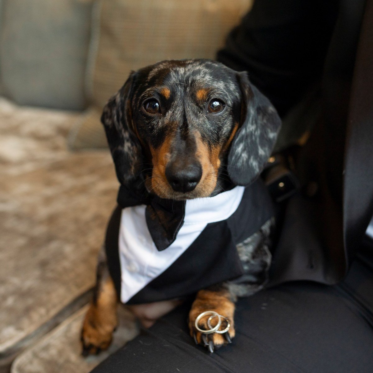 17 Ways to Include Your Dog in Your Wedding