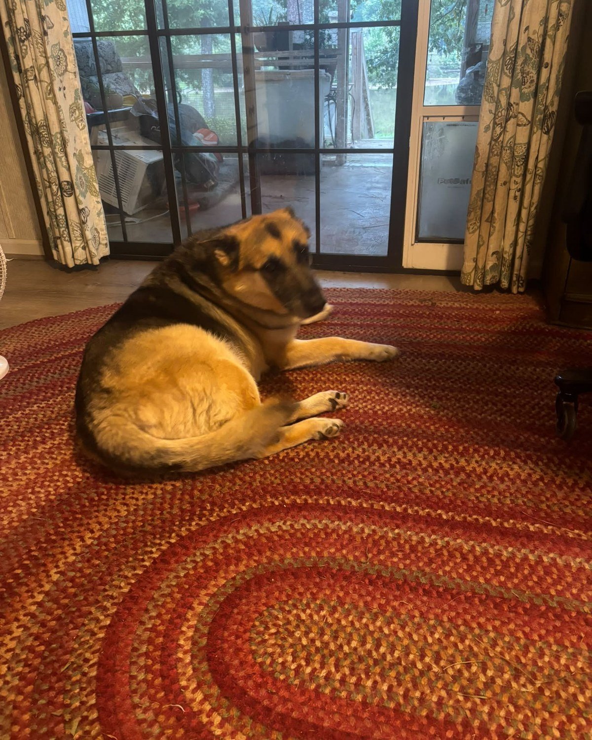A German Shepherd-type dog resting on a circular red, orange and green braided rug in a residential interior near a sliding glass door.
