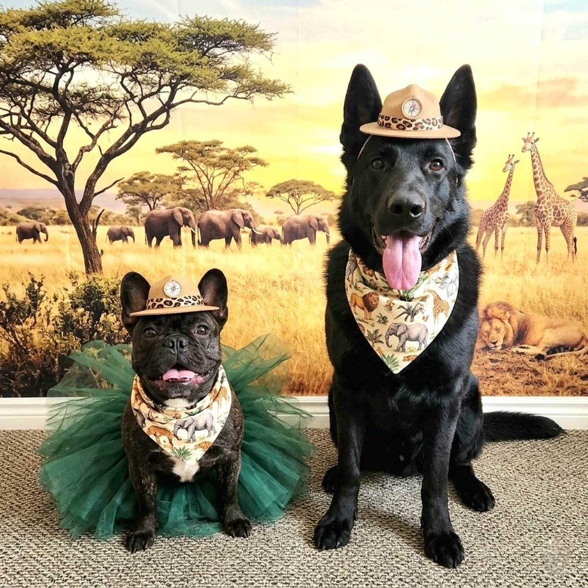 German Shepherd and French Bulldog wearing safari hats in front of a savanna backdrop