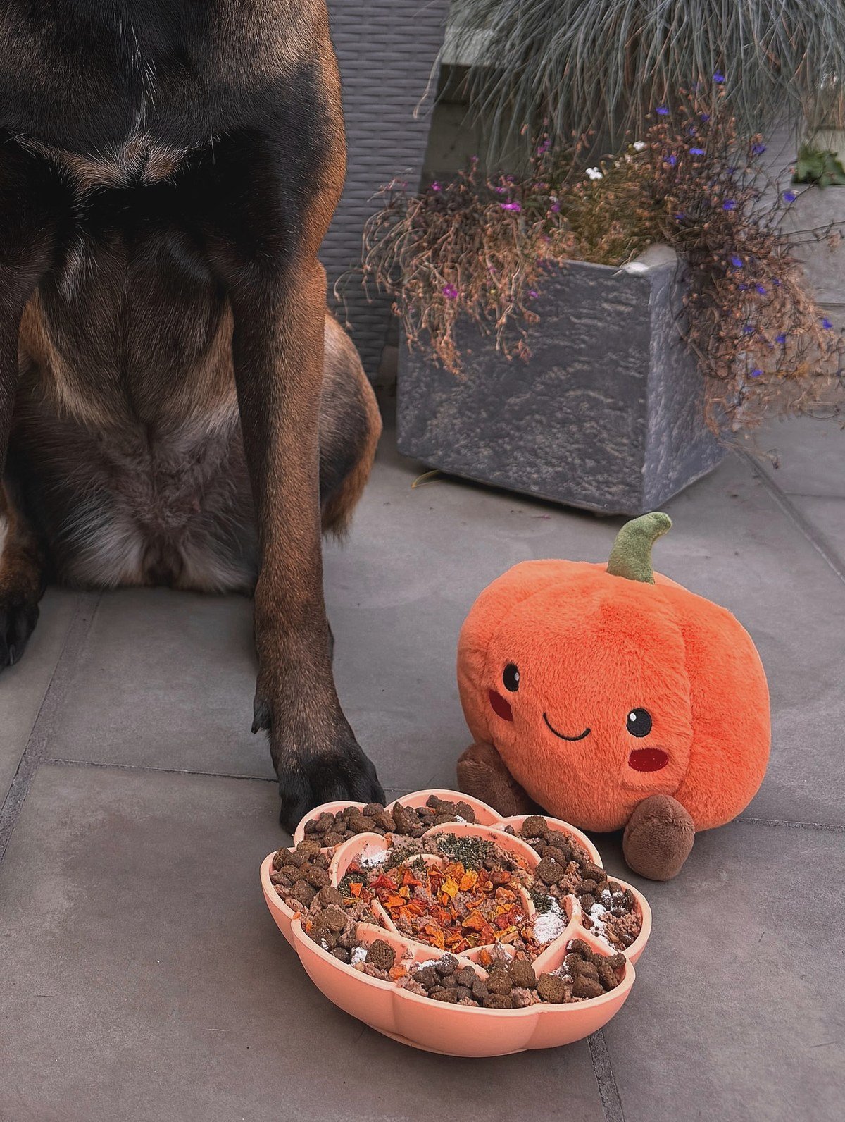 Large dog on a patio next to a peach-colored pumpkin-shaped slow-feeder bowl filled with kibble, October fall theme. No readable text.