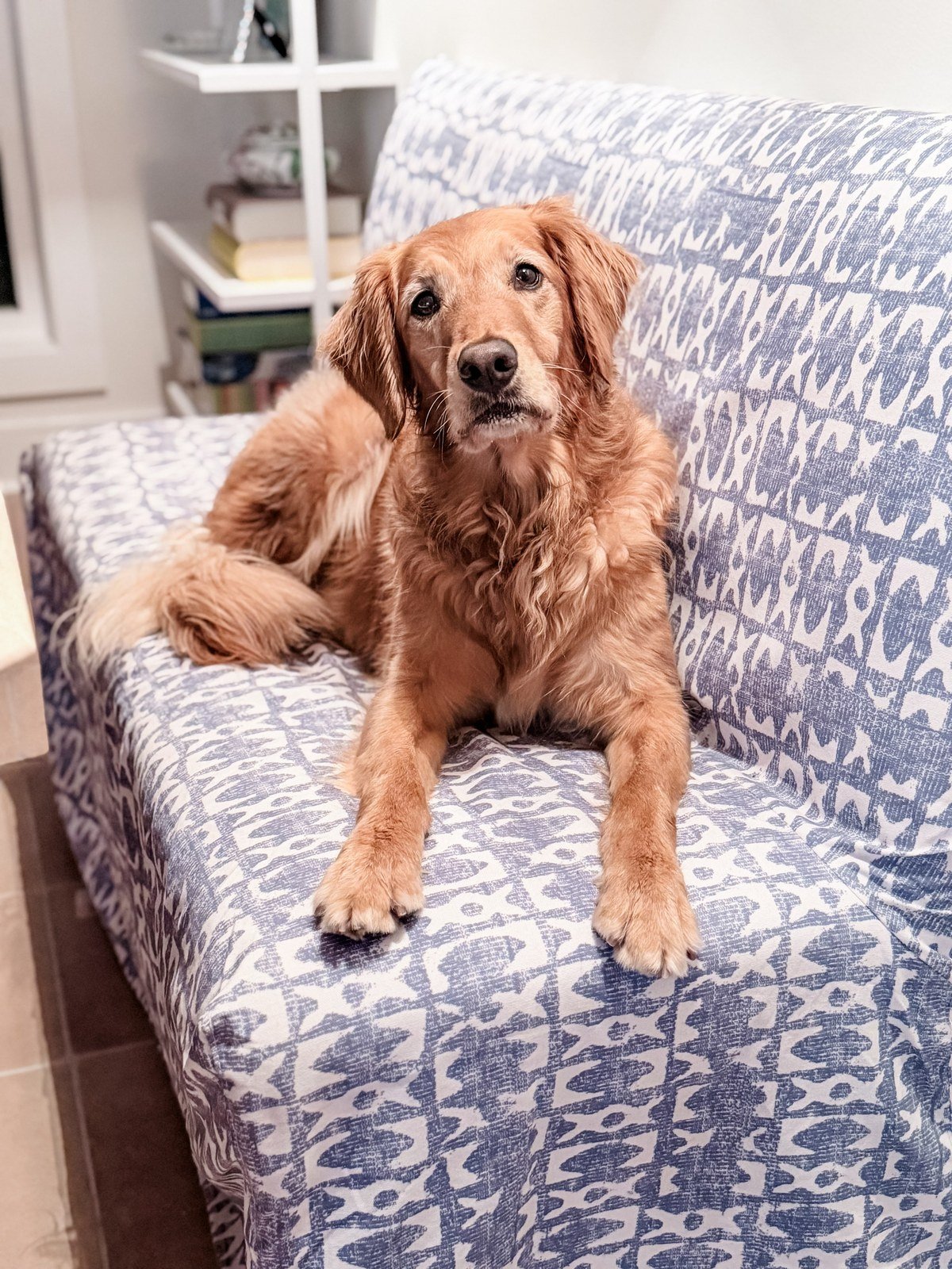 A golden retriever rests on a couch covered with a blue and white patterned washable slipcover in a bright living space with shelving behind; verified no text visible in the image.