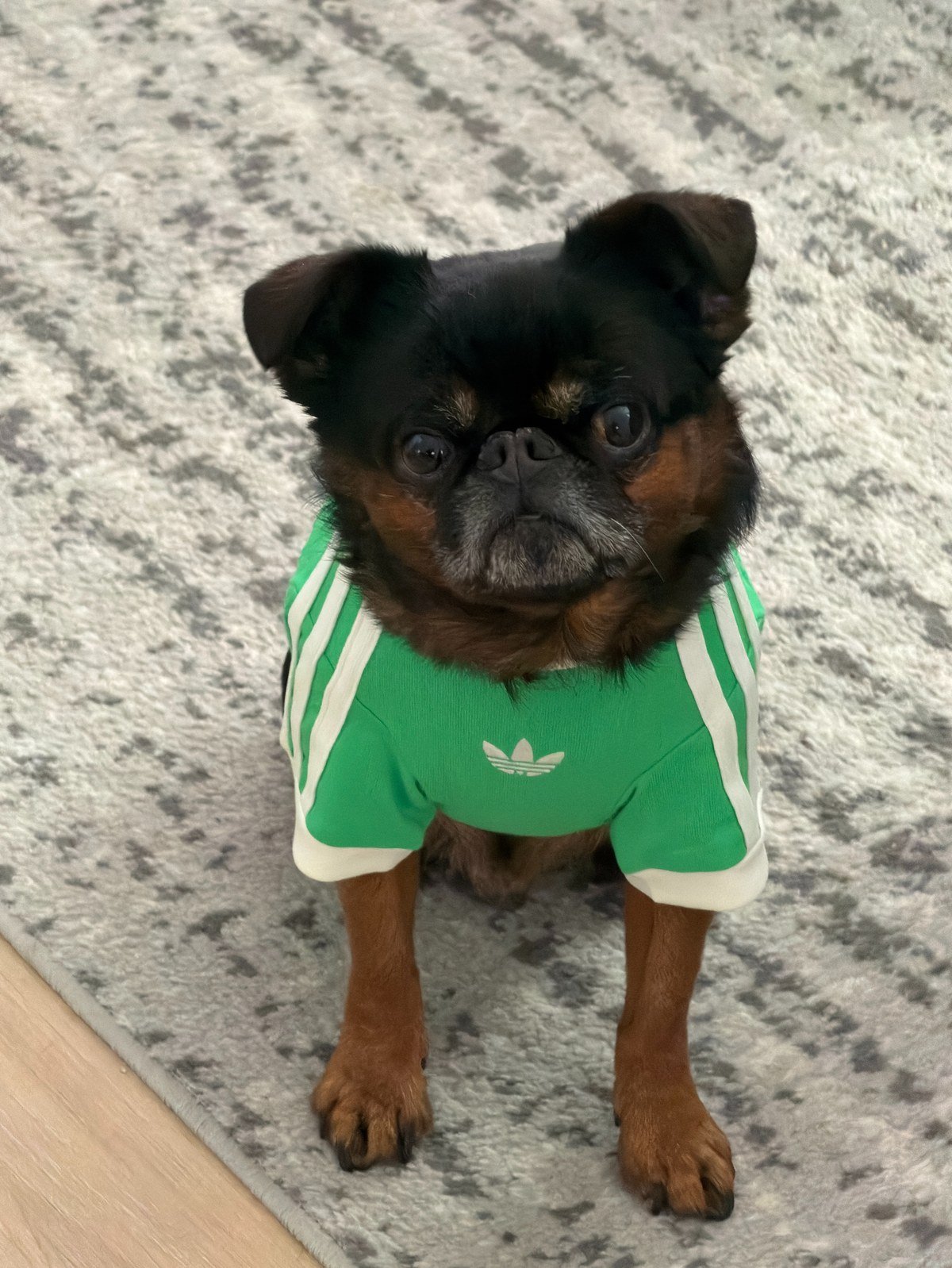 Small black and tan dog wearing a green sports jersey with white stripes