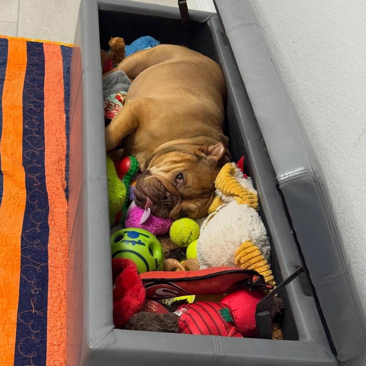 A tan English Bulldog lounges inside an open gray storage ottoman filled to the brim with colorful dog toys, shot top-down; verified no text visible in the image.