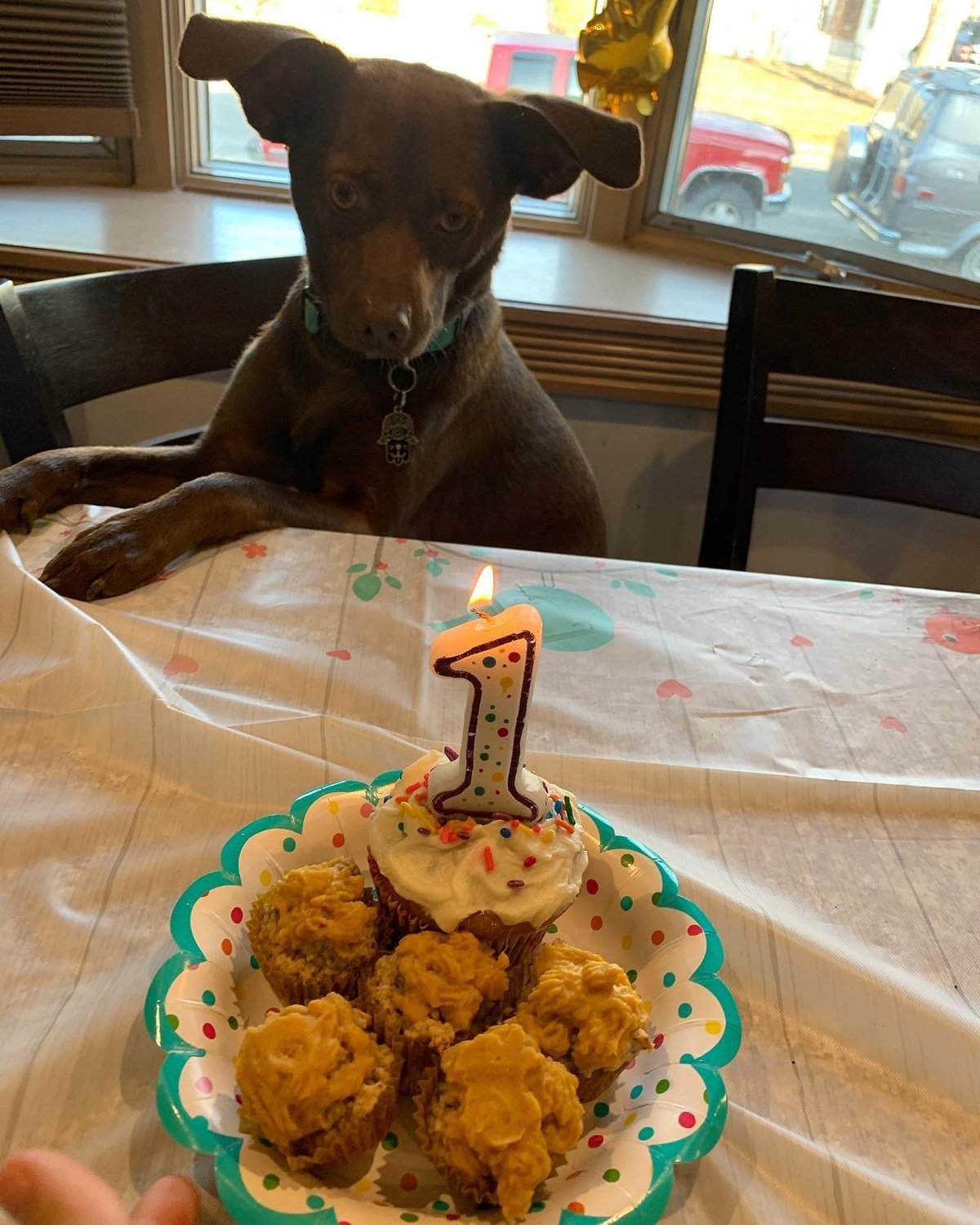 Dog birthday pupcakes with orange sweet potato frosting and a lit number-one candle on a plate