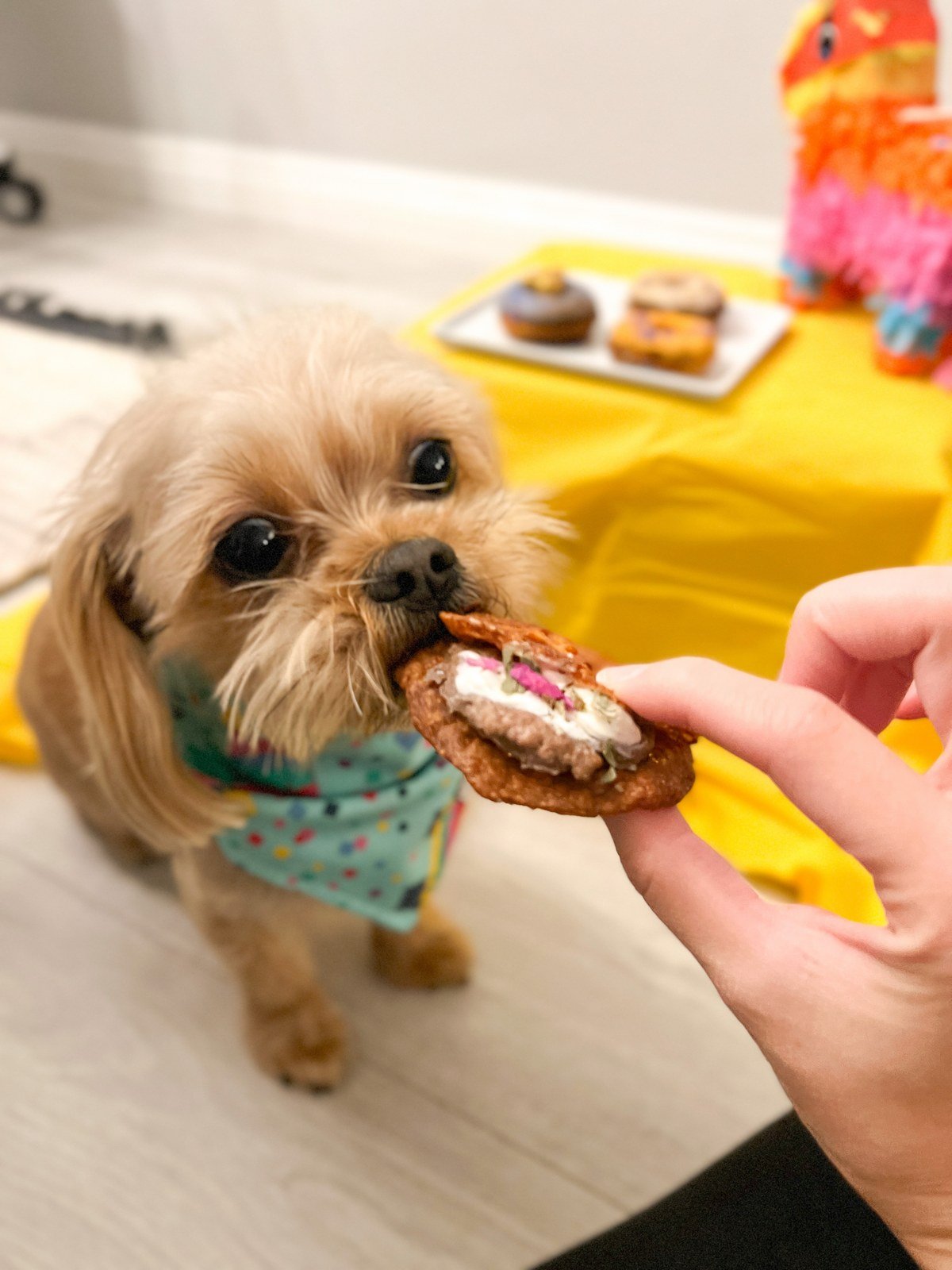 13 Dog Birthday Party Themes