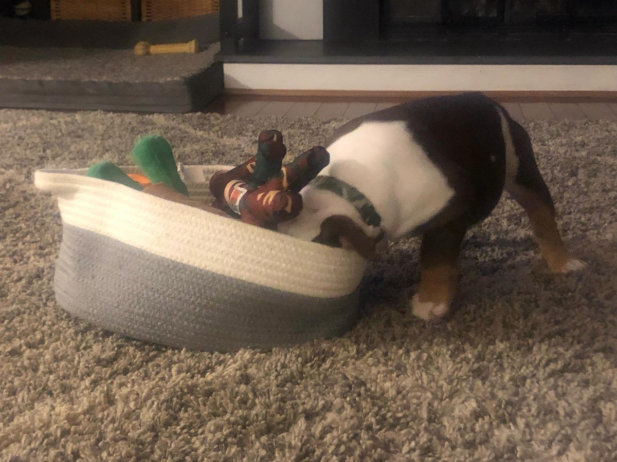 English Bulldog puppy with his head buried in a striped woven toy basket full of colorful plush dog toys, digging for the perfect toy