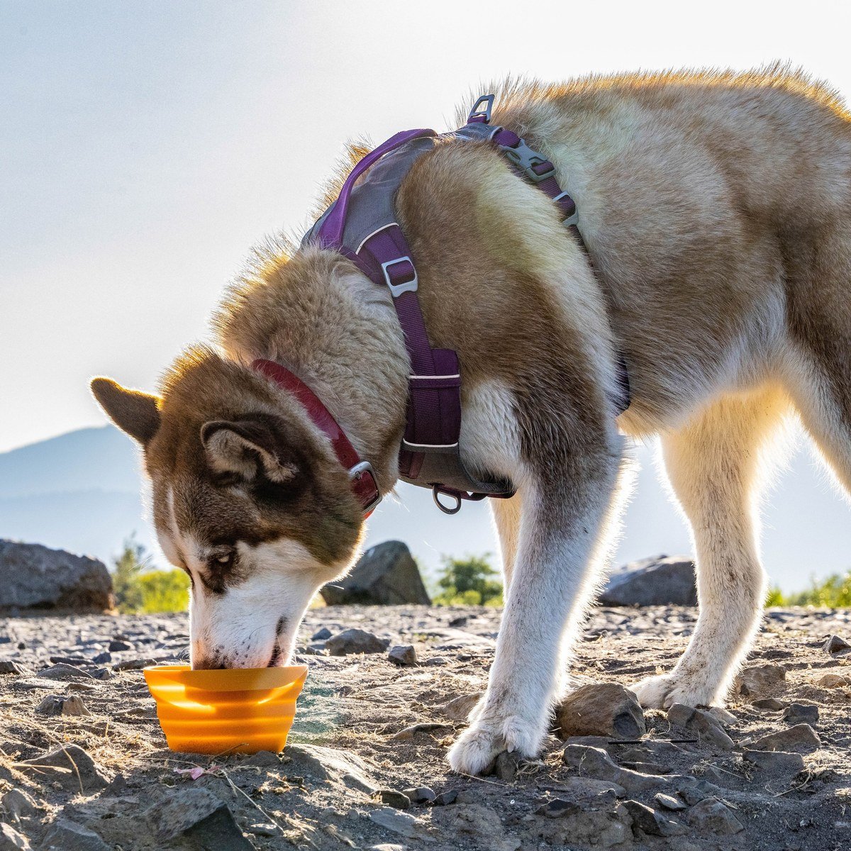 Brown-and-white Husky drinking from a bright orange collapsible silicone bowl on rocky ground outdoors with mountains behind. No readable text.