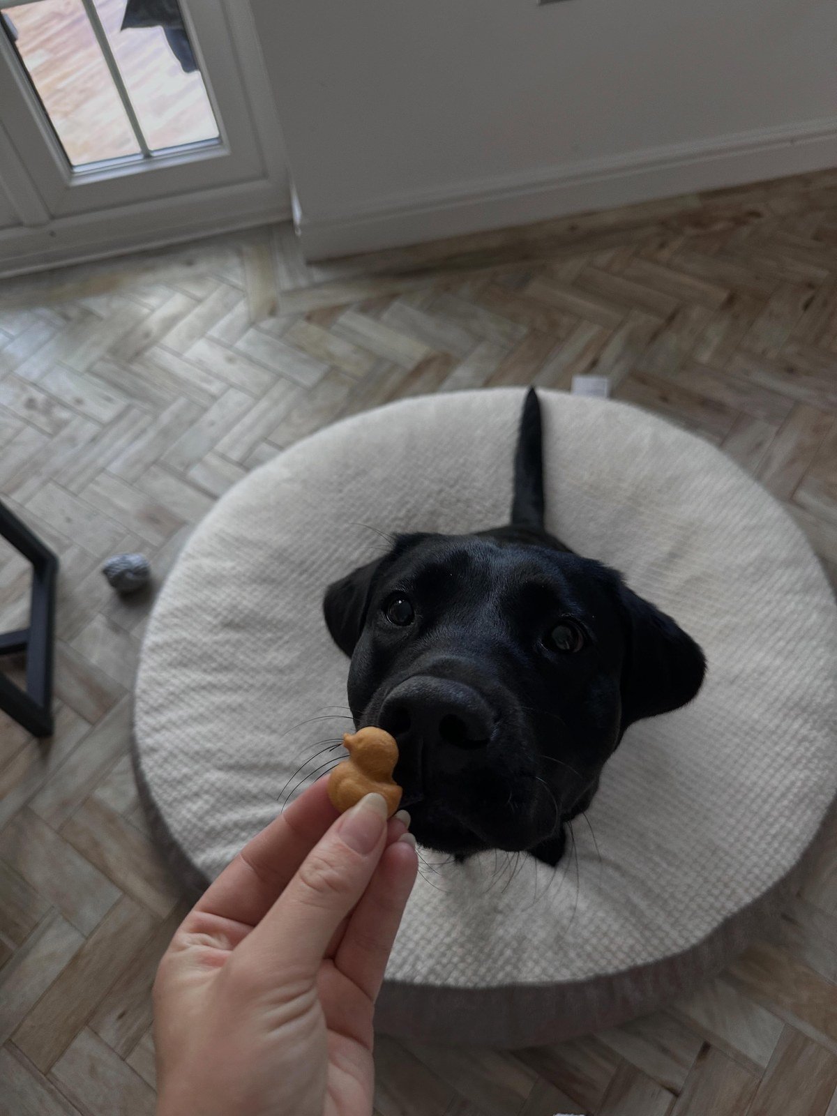 Black labrador taking a tiny plain duck-shaped biscuit from a hand; no readable text