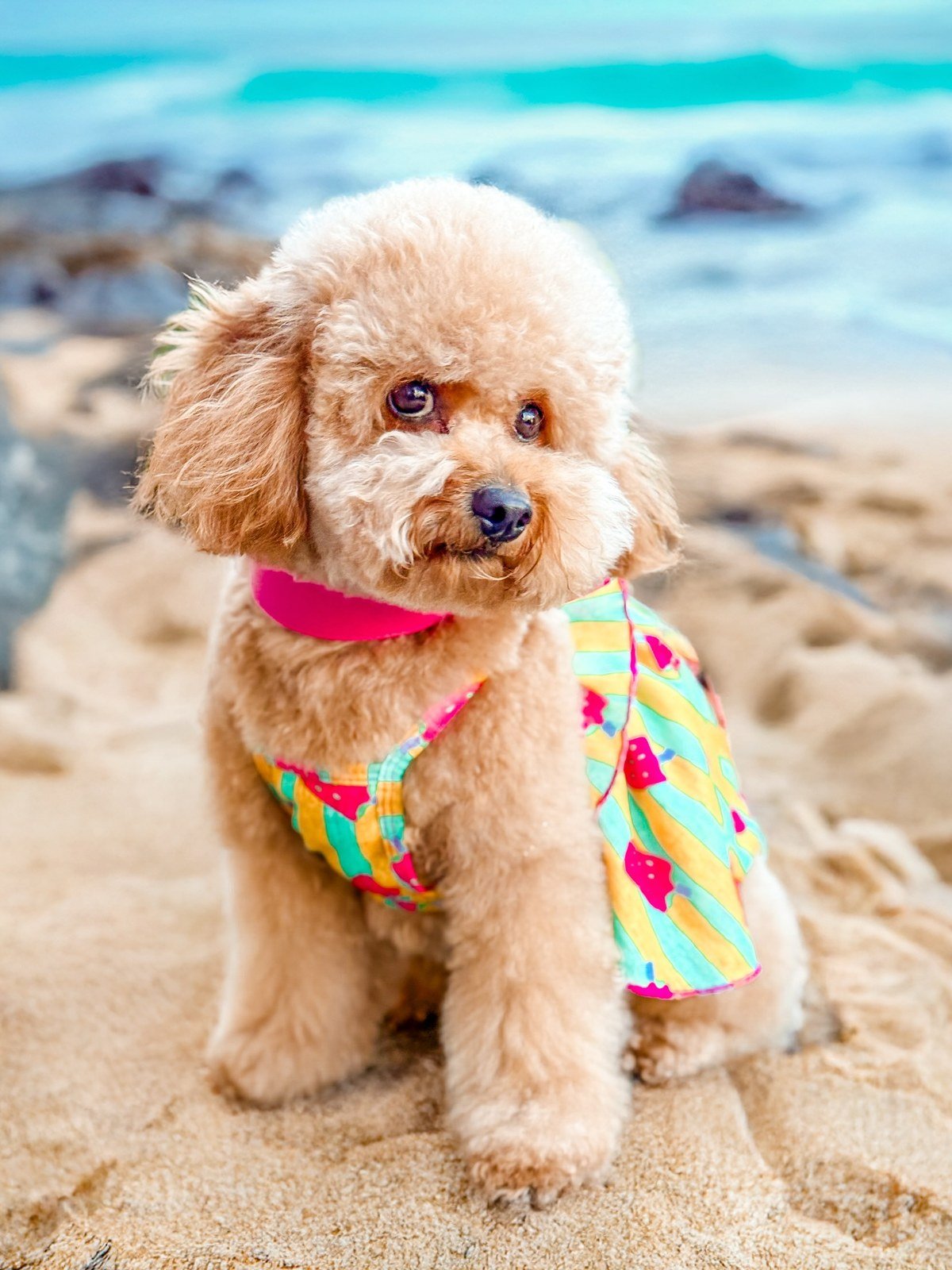 Cavoodle wearing a tropical print dress and pink lei on a beach for a luau birthday party