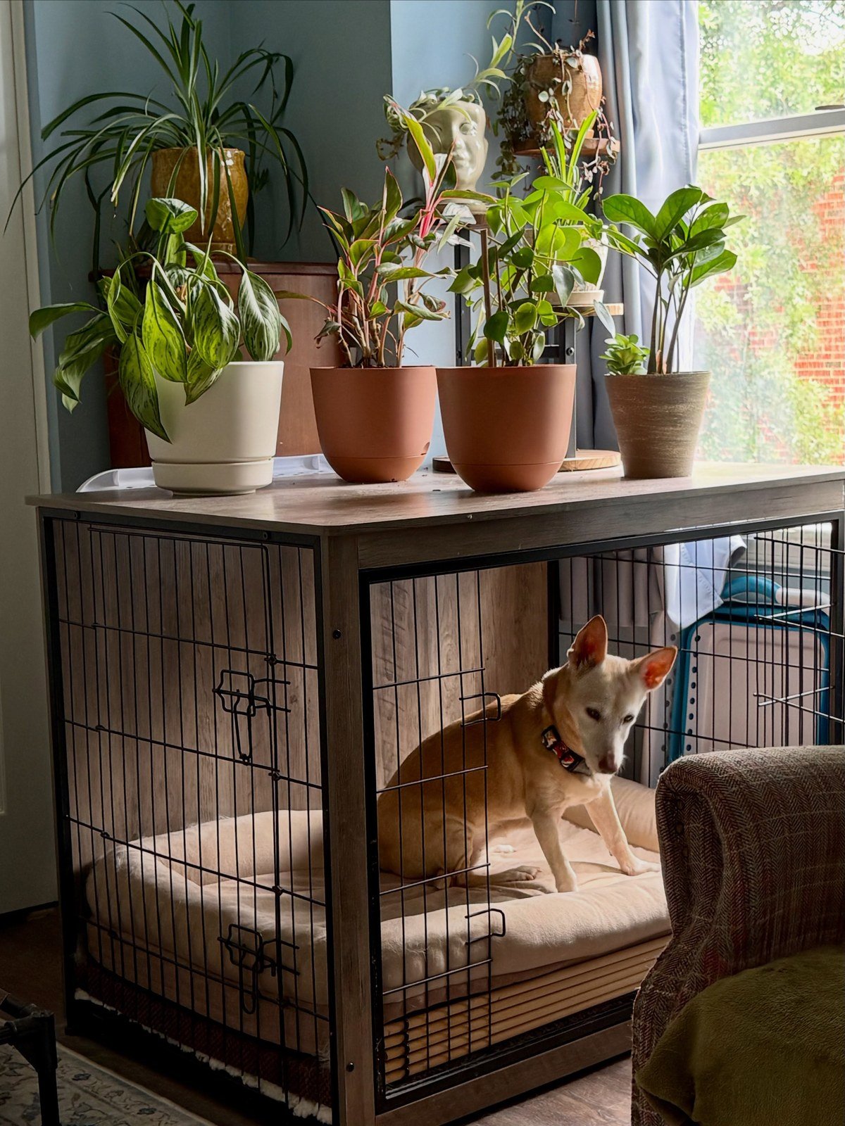 Wooden console table doubling as a dog crate; tan dog standing inside.
