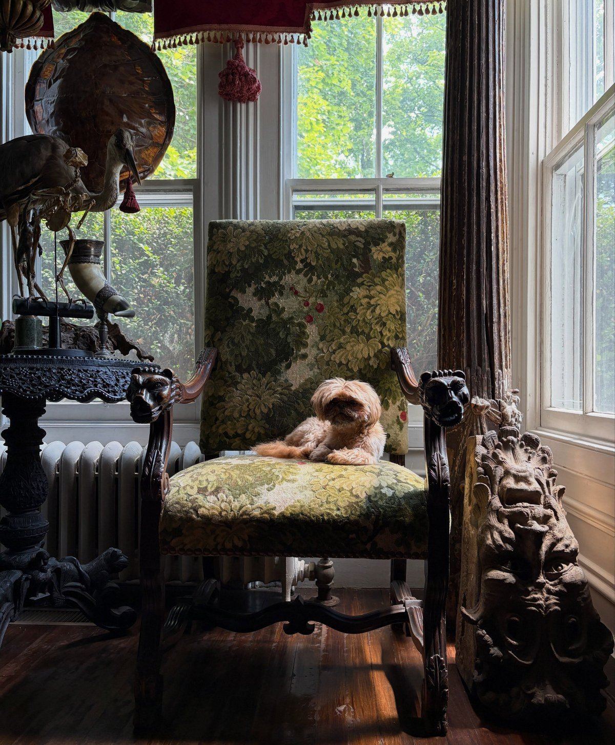 Small fluffy tan dog perched on an ornate floral armchair with faded green tapestry upholstery.