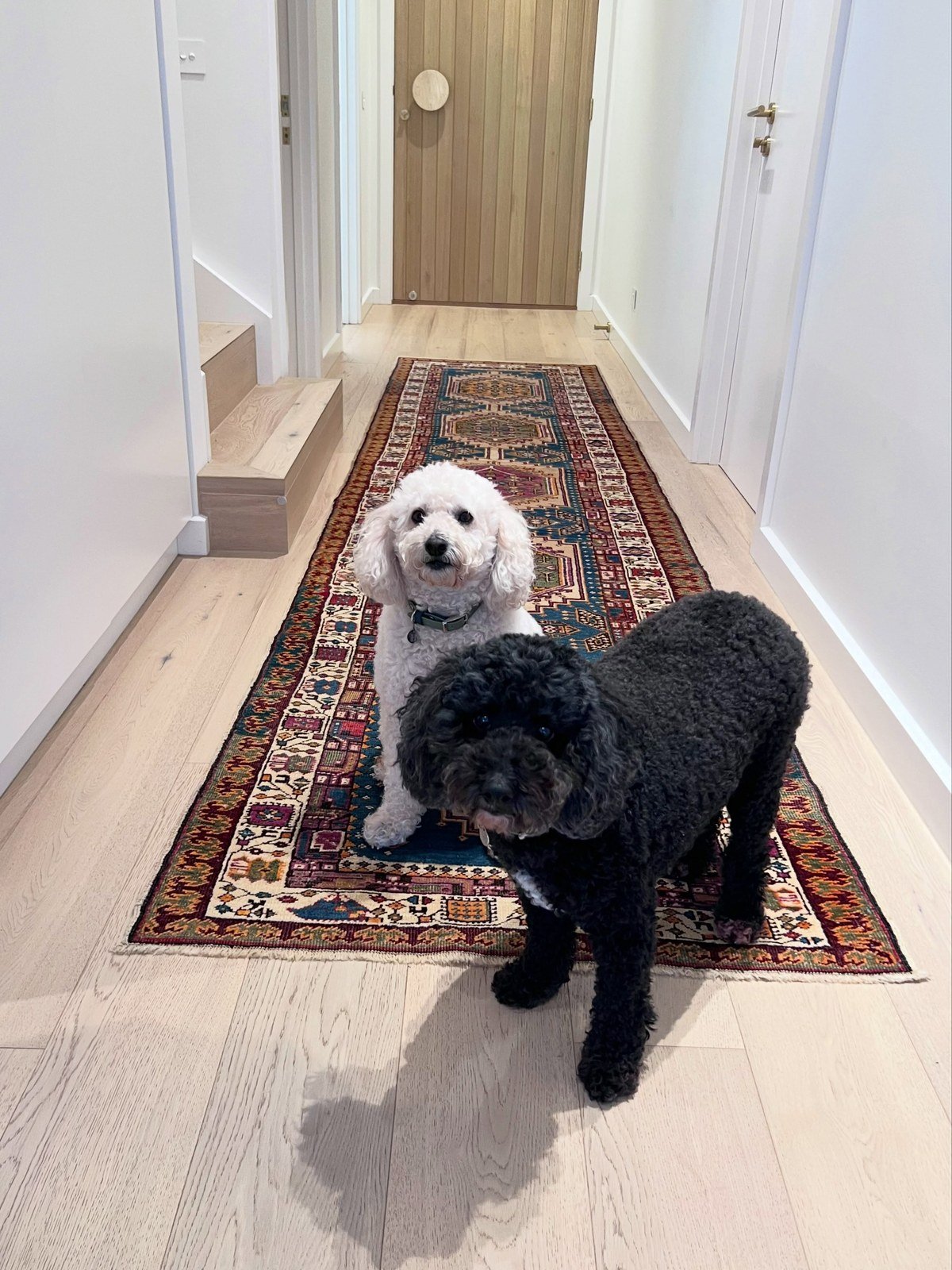 21 Washable Rugs Every Dog Owner Needs