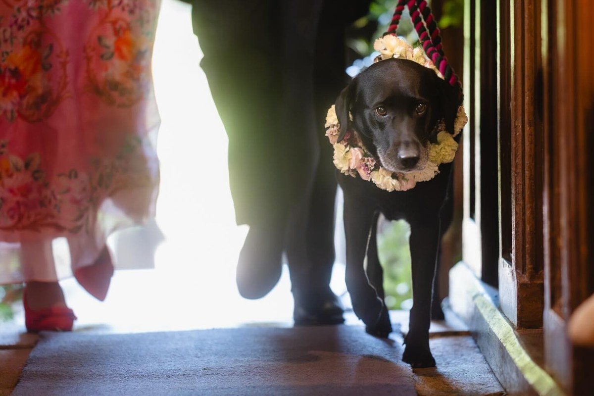 Black labrador wearing a floral collar walking through a doorway on the wedding day