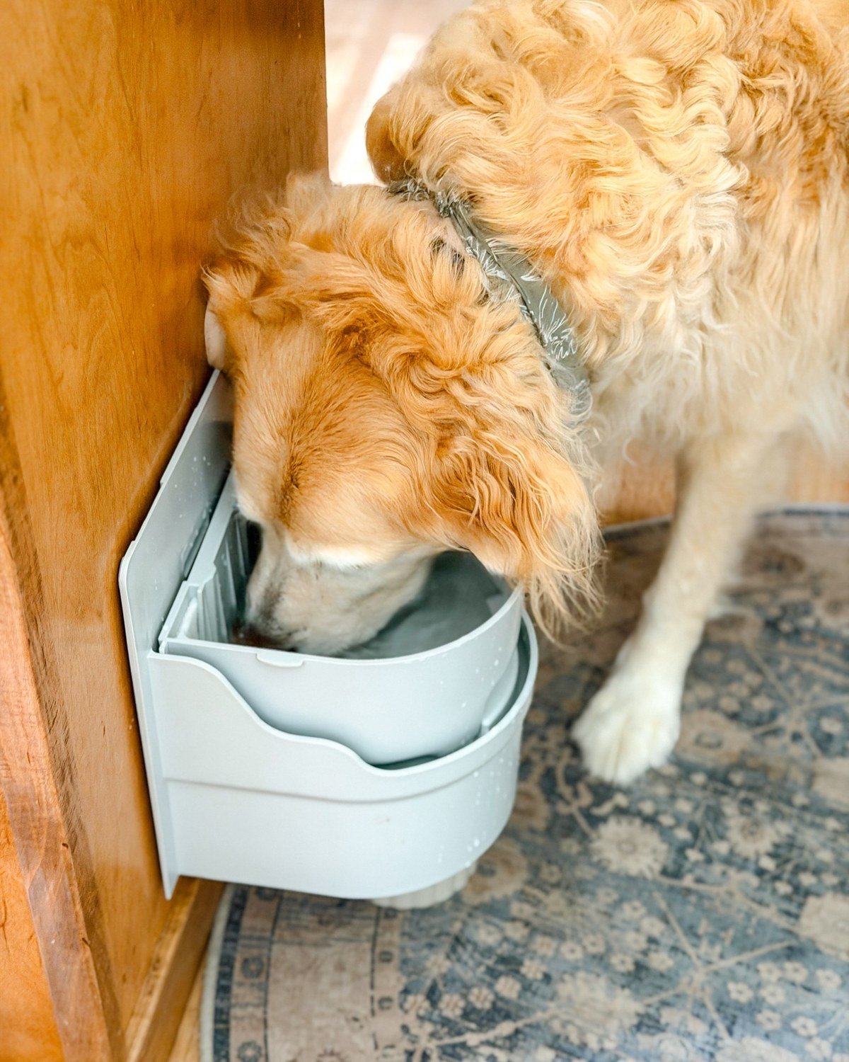 Golden retriever drinking from a light-gray wall-mounted bowl attached to a wooden cabinet, patterned rug below. No readable text.