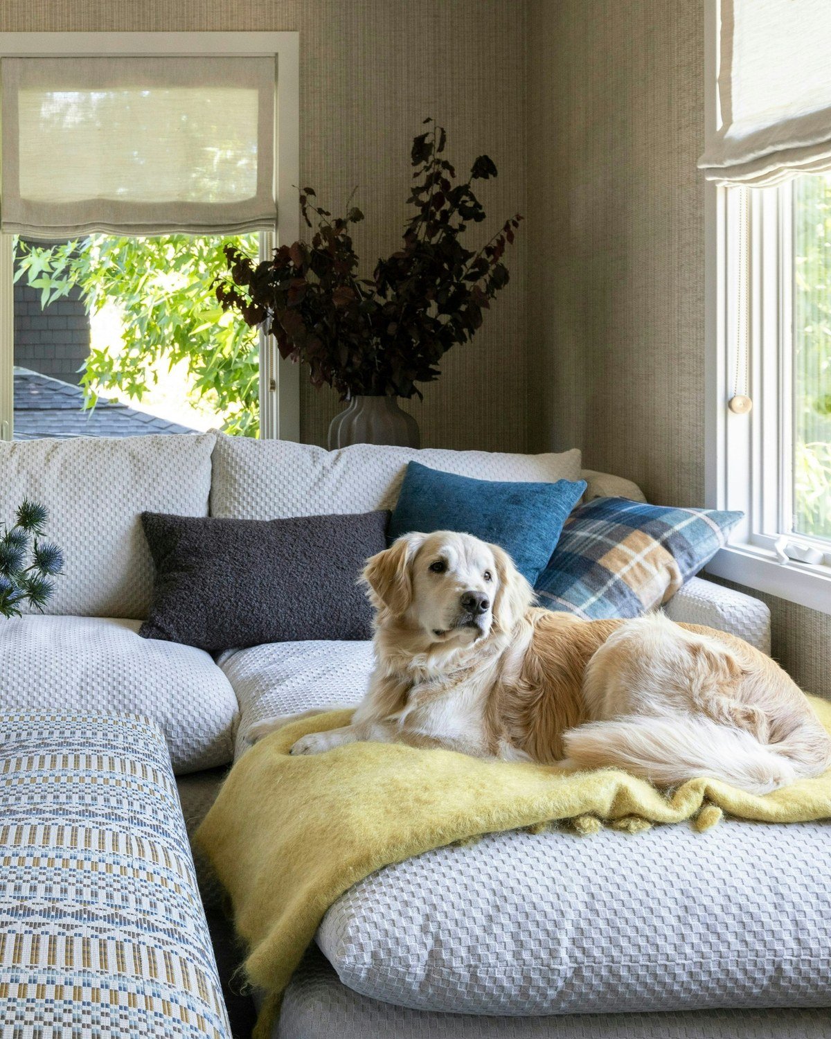 Golden retriever lounging on a mustard-yellow throw blanket spread over a light sectional sofa.