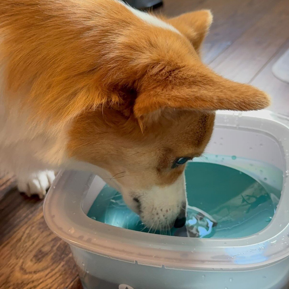 A corgi drinks from a plain no-spill water bowl on a dark wood floor.