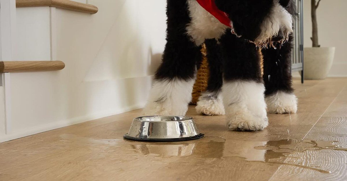 Fluffy dog drinking from a steel bowl with water splashing onto luxury vinyl plank flooring. No readable text.