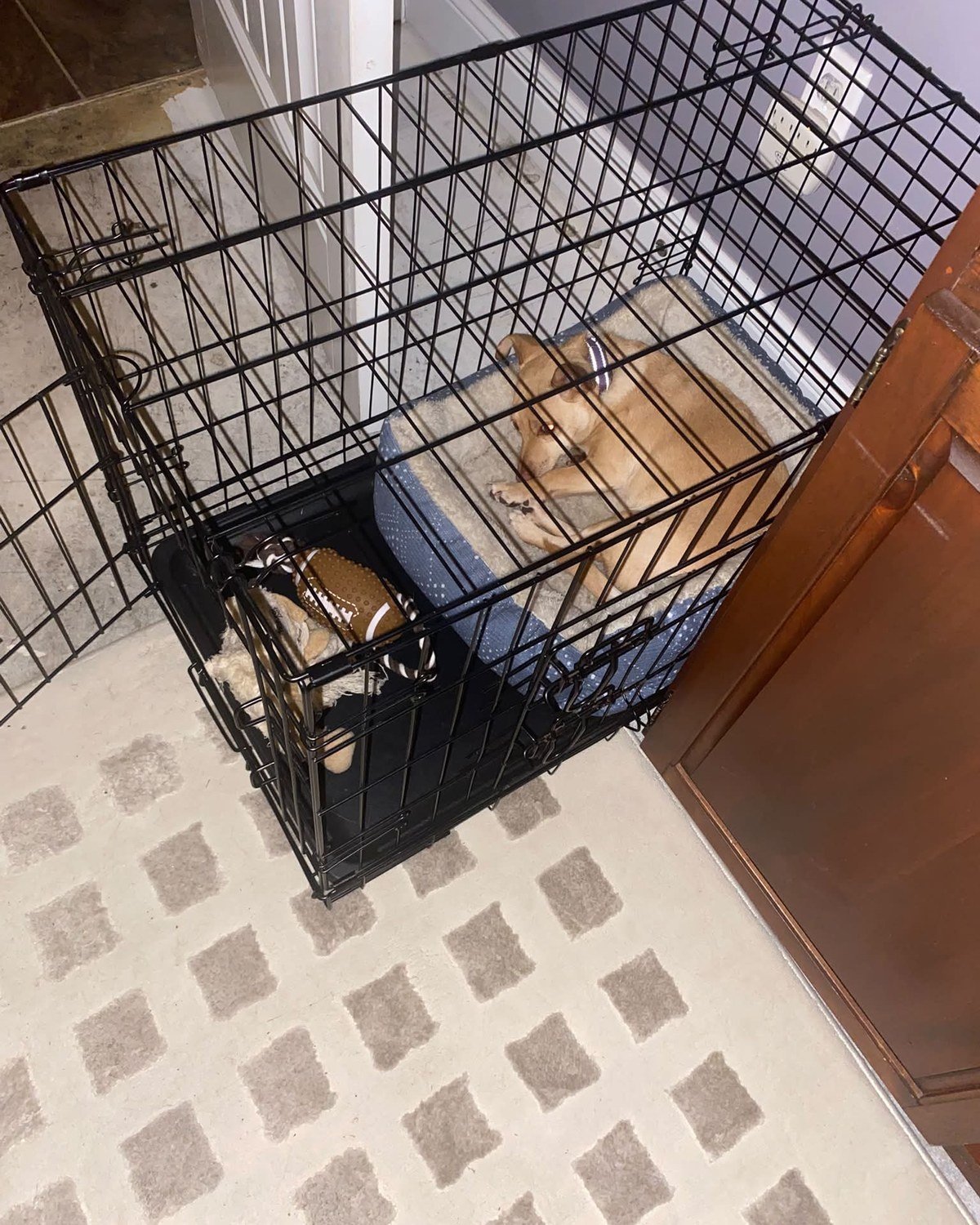 Tan dog sleeping inside an open black wire crate on a diamond-pattern rug, toys nearby. No readable text (pending visual check).