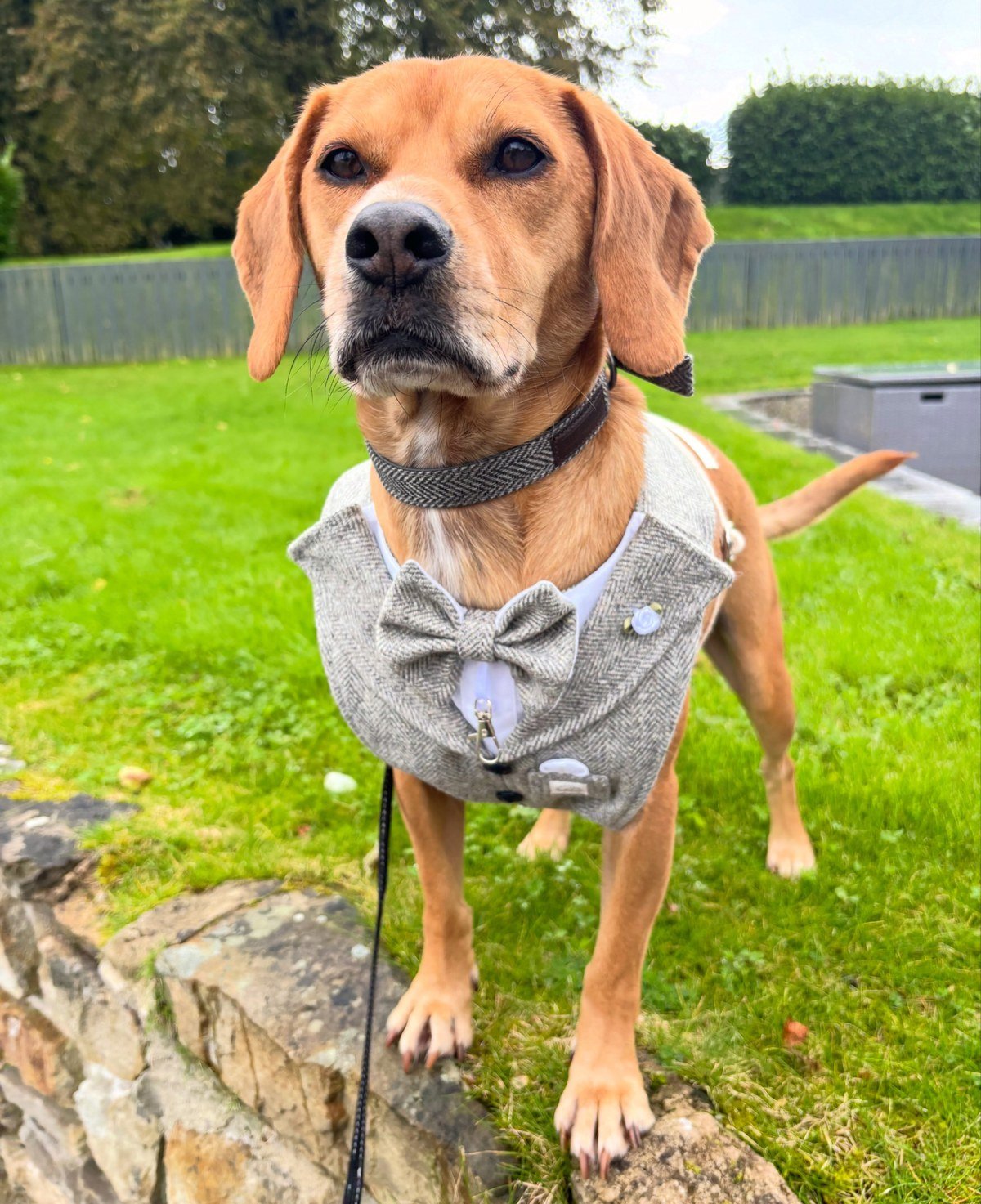 Tan dog wearing a grey tweed tuxedo vest with a bowtie