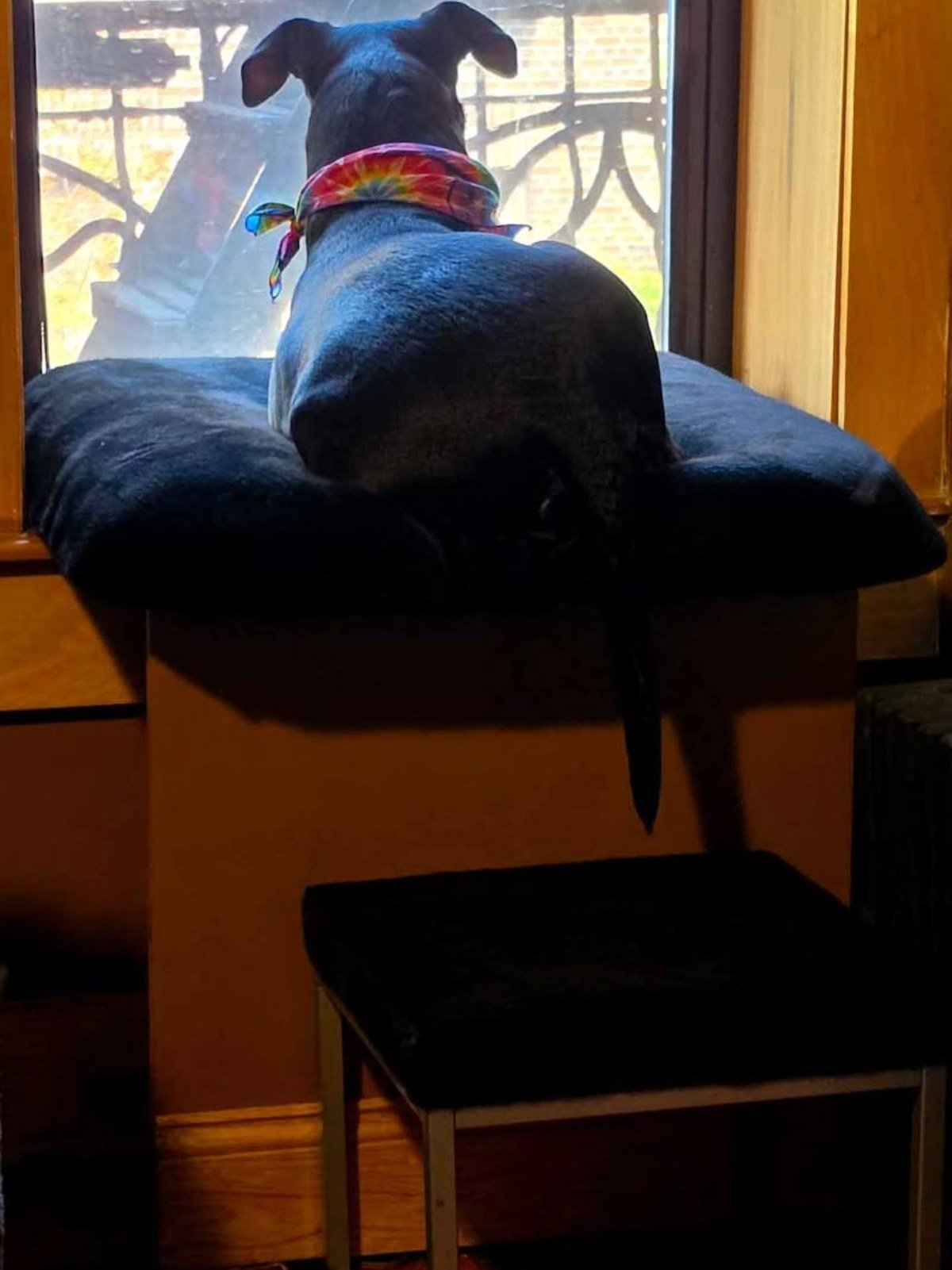 Black dog Mabel lying on a cushioned window perch built into an apartment window, looking out.
