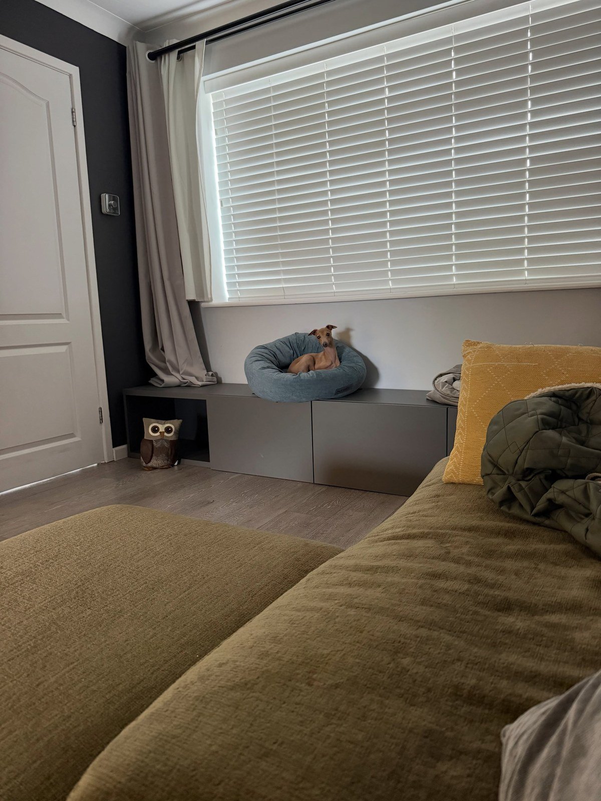 Italian Greyhound in a round blue dog bed on a low cabinet beneath a large window.