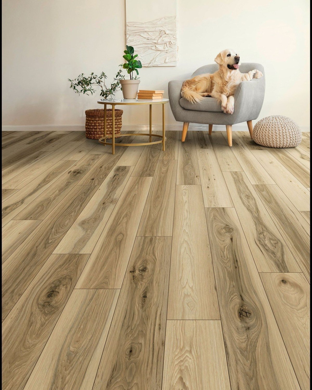 A low-angle shot across wide-plank light tan wood-look laminate flooring with prominent grain, a fluffy golden retriever relaxing in a gray armchair beside a round side table; verified no text visible in the image.