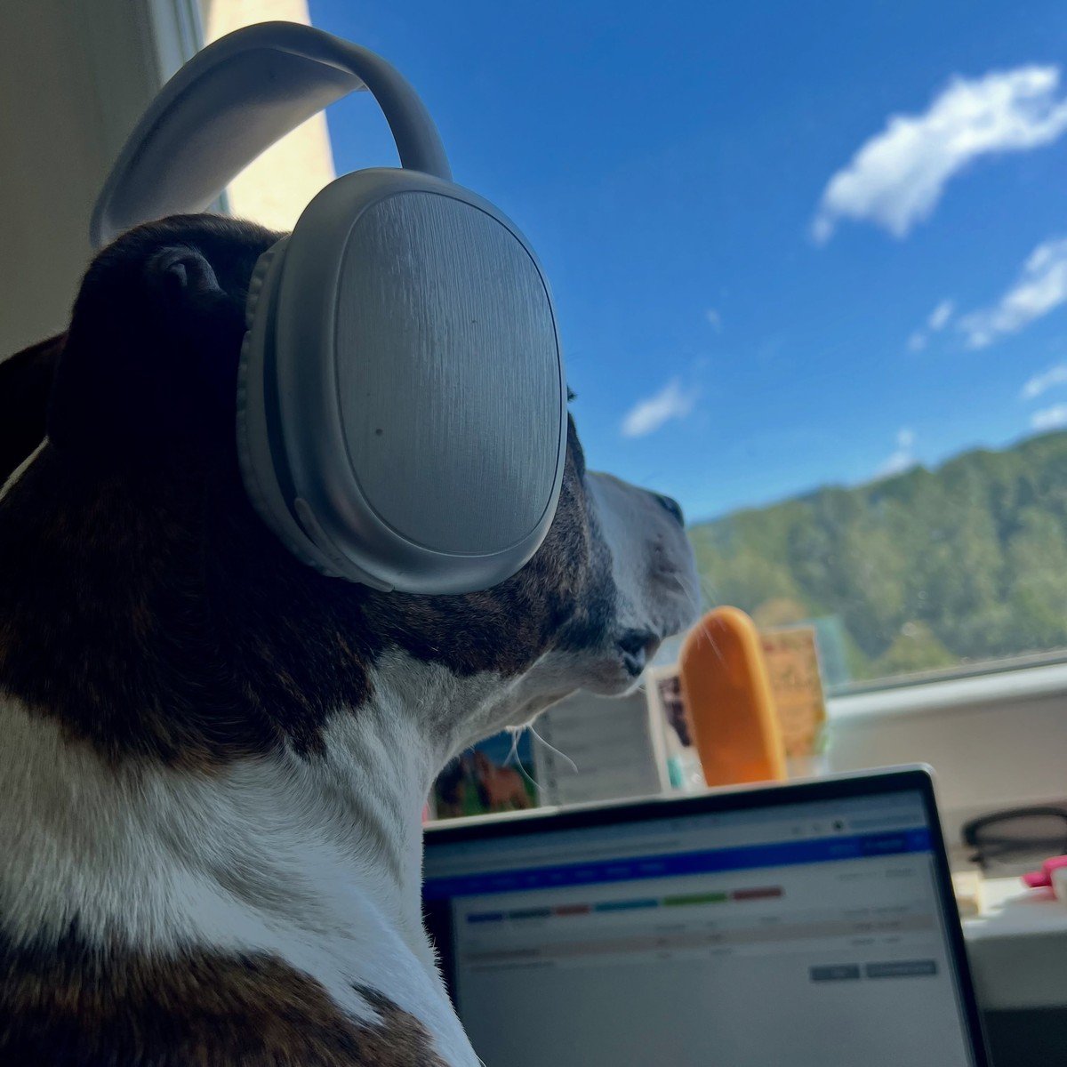 A brindle and white dog wearing oversized silver headphones at a sunlit home workspace with a laptop, ready for video calls.